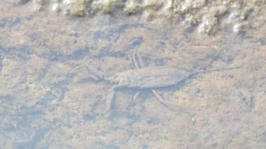 Su akrepleri. Nepidaeus, AquaticHeteropteransectsin familyasından bir böcektir. Korpionlara olan yüzeysel benzerliklerinden dolayı adı su akrebi. İğne böcekleri ya da su böceği..