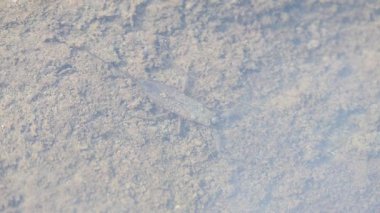 Su akrepleri. Nepidaeus, AquaticHeteropteransectsin familyasından bir böcektir. Korpionlara olan yüzeysel benzerliklerinden dolayı adı su akrebi. İğne böcekleri ya da su böceği..