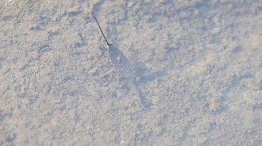 Su akrepleri. Nepidaeus, AquaticHeteropteransectsin familyasından bir böcektir. Korpionlara olan yüzeysel benzerliklerinden dolayı adı su akrebi. İğne böcekleri ya da su böceği..