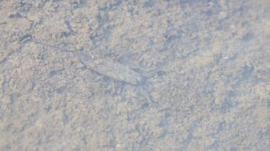 Su akrepleri. Nepidaeus, AquaticHeteropteransectsin familyasından bir böcektir. Korpionlara olan yüzeysel benzerliklerinden dolayı adı su akrebi. İğne böcekleri ya da su böceği..