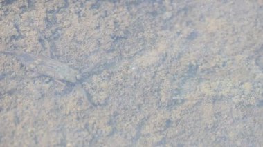 Su akrepleri. Nepidaeus, AquaticHeteropteransectsin familyasından bir böcektir. Korpionlara olan yüzeysel benzerliklerinden dolayı adı su akrebi. İğne böcekleri ya da su böceği..