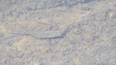 Su akrepleri. Nepidaeus, AquaticHeteropteransectsin familyasından bir böcektir. Korpionlara olan yüzeysel benzerliklerinden dolayı adı su akrebi. İğne böcekleri ya da su böceği..