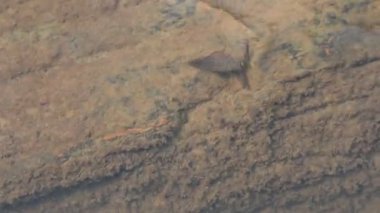 Su akrepleri. Nepidaeus, AquaticHeteropteransectsin familyasından bir böcektir. Korpionlara olan yüzeysel benzerliklerinden dolayı adı su akrebi. İğne böcekleri ya da su böceği..