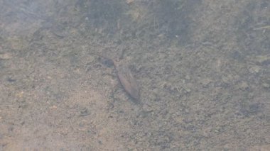 Su akrepleri. Nepidaeus, AquaticHeteropteransectsin familyasından bir böcektir. Korpionlara olan yüzeysel benzerliklerinden dolayı adı su akrebi. İğne böcekleri ya da su böceği..