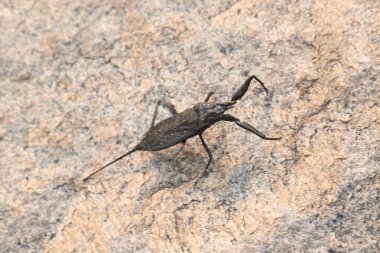 Su akrepleri. Nepidaeus, AquaticHeteropteransectsin familyasından bir böcektir. Korpionlara olan yüzeysel benzerliklerinden dolayı adı su akrebi. İğne böcekleri ya da su böceği..