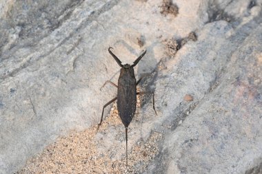 Su akrepleri. Nepidaeus, AquaticHeteropteransectsin familyasından bir böcektir. Korpionlara olan yüzeysel benzerliklerinden dolayı adı su akrebi. İğne böcekleri ya da su böceği..