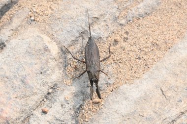 Su akrepleri. Nepidaeus, AquaticHeteropteransectsin familyasından bir böcektir. Korpionlara olan yüzeysel benzerliklerinden dolayı adı su akrebi. İğne böcekleri ya da su böceği..