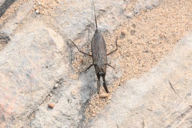 Su akrepleri. Nepidaeus, AquaticHeteropteransectsin familyasından bir böcektir. Korpionlara olan yüzeysel benzerliklerinden dolayı adı su akrebi. İğne böcekleri ya da su böceği..
