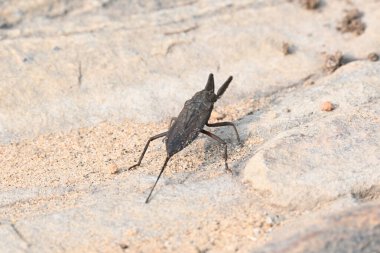 Su akrepleri. Nepidaeus, AquaticHeteropteransectsin familyasından bir böcektir. Korpionlara olan yüzeysel benzerliklerinden dolayı adı su akrebi. İğne böcekleri ya da su böceği..