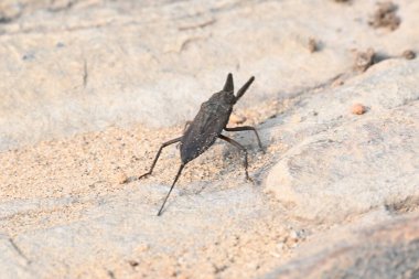 Su akrepleri. Nepidaeus, AquaticHeteropteransectsin familyasından bir böcektir. Korpionlara olan yüzeysel benzerliklerinden dolayı adı su akrebi. İğne böcekleri ya da su böceği..
