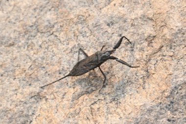 Su akrepleri. Nepidaeus, AquaticHeteropteransectsin familyasından bir böcektir. Korpionlara olan yüzeysel benzerliklerinden dolayı adı su akrebi. İğne böcekleri ya da su böceği..