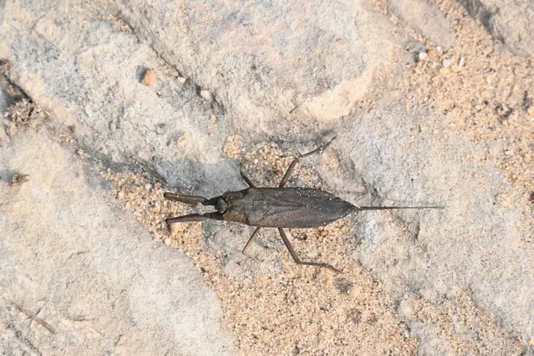 Su akrepleri. Nepidaeus, AquaticHeteropteransectsin familyasından bir böcektir. Korpionlara olan yüzeysel benzerliklerinden dolayı adı su akrebi. İğne böcekleri ya da su böceği..
