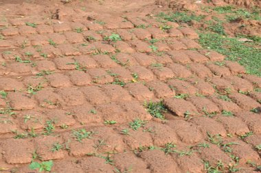 Çiğ kil tuğlalar suya batırılmış. Kurumuş çamur tuğlaları, yağmur suyunda ıslanarak mahvolmuş. Tuğla üretimi.