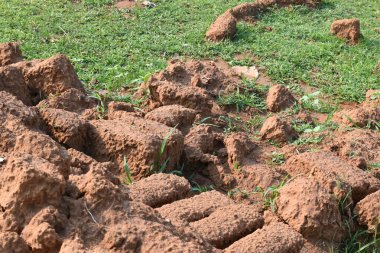 Çiğ kil tuğlalar suya batırılmış. Kurumuş çamur tuğlaları, yağmur suyunda ıslanarak mahvolmuş. Tuğla üretimi.