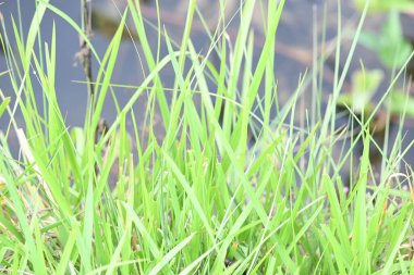 Desmostachya bipinnata otu. Yaygın adları; yarım çim, büyük çim, tuzlu sazlık çim, Kusha çimi ve Darbha otudur. Bu bir Eski Dünya Çimeni, uzun zamandır bilinen ve insanlık tarihinde kullanılan. 