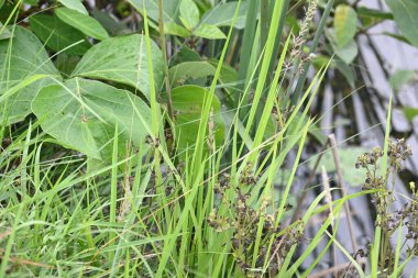 Desmostachya bipinnata otu. Yaygın adları; yarım çim, büyük çim, tuzlu sazlık çim, Kusha çimi ve Darbha otudur. Bu bir Eski Dünya Çimeni, uzun zamandır bilinen ve insanlık tarihinde kullanılan. 