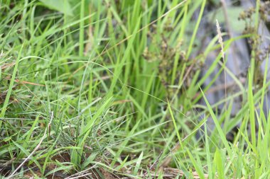 Desmostachya bipinnata otu. Yaygın adları; yarım çim, büyük çim, tuzlu sazlık çim, Kusha çimi ve Darbha otudur. Bu bir Eski Dünya Çimeni, uzun zamandır bilinen ve insanlık tarihinde kullanılan. 