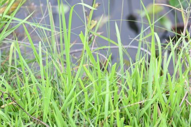 Desmostachya bipinnata otu. Yaygın adları; yarım çim, büyük çim, tuzlu sazlık çim, Kusha çimi ve Darbha otudur. Bu bir Eski Dünya Çimeni, uzun zamandır bilinen ve insanlık tarihinde kullanılan. 