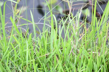 Desmostachya bipinnata otu. Yaygın adları; yarım çim, büyük çim, tuzlu sazlık çim, Kusha çimi ve Darbha otudur. Bu bir Eski Dünya Çimeni, uzun zamandır bilinen ve insanlık tarihinde kullanılan. 