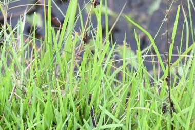 Desmostachya bipinnata otu. Yaygın adları; yarım çim, büyük çim, tuzlu sazlık çim, Kusha çimi ve Darbha otudur. Bu bir Eski Dünya Çimeni, uzun zamandır bilinen ve insanlık tarihinde kullanılan. 