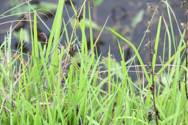 Desmostachya bipinnata otu. Yaygın adları; yarım çim, büyük çim, tuzlu sazlık çim, Kusha çimi ve Darbha otudur. Bu bir Eski Dünya Çimeni, uzun zamandır bilinen ve insanlık tarihinde kullanılan. 