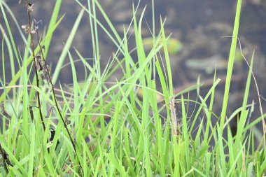 Desmostachya bipinnata otu. Yaygın adları; yarım çim, büyük çim, tuzlu sazlık çim, Kusha çimi ve Darbha otudur. Bu bir Eski Dünya Çimeni, uzun zamandır bilinen ve insanlık tarihinde kullanılan. 