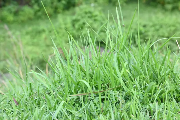 Desmostachya bipinnata otu. Yaygın adları; yarım çim, büyük çim, tuzlu sazlık çim, Kusha çimi ve Darbha otudur. Bu bir Eski Dünya Çimeni, uzun zamandır bilinen ve insanlık tarihinde kullanılan. 