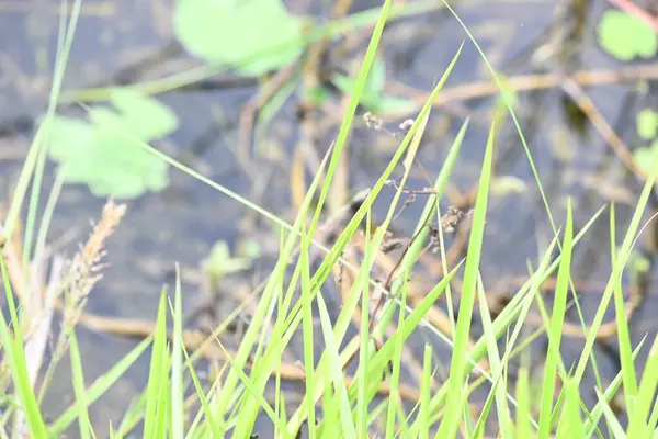 Desmostachya bipinnata otu. Yaygın adları; yarım çim, büyük çim, tuzlu sazlık çim, Kusha çimi ve Darbha otudur. Bu bir Eski Dünya Çimeni, uzun zamandır bilinen ve insanlık tarihinde kullanılan. 