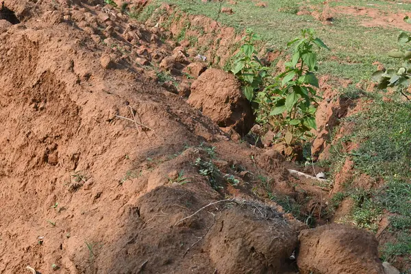 Toprak yığını. Toprak çıkarıldı ve kil tuğla haline getirildi. Doğal ortamda kırmızı toprak.