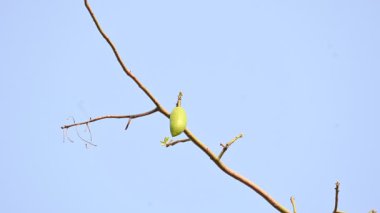 Beyaz Bombax ceiba meyveleri. Beyaz pamuk ağacı, Malabar pamuk ağacı, beyaz ipek pamuk ağacı, beyaz pamuk ağacı, beyaz ipek pamuk ağacı ve beyaz kapok..