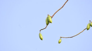Beyaz Bombax ceiba meyveleri. Beyaz pamuk ağacı, Malabar pamuk ağacı, beyaz ipek pamuk ağacı, beyaz pamuk ağacı, beyaz ipek pamuk ağacı ve beyaz kapok..