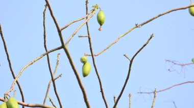 Beyaz Bombax ceiba meyveleri. Beyaz pamuk ağacı, Malabar pamuk ağacı, beyaz ipek pamuk ağacı, beyaz pamuk ağacı, beyaz ipek pamuk ağacı ve beyaz kapok..