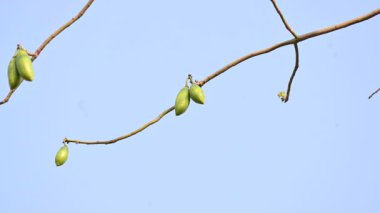 Beyaz Bombax ceiba meyveleri. Beyaz pamuk ağacı, Malabar pamuk ağacı, beyaz ipek pamuk ağacı, beyaz pamuk ağacı, beyaz ipek pamuk ağacı ve beyaz kapok..