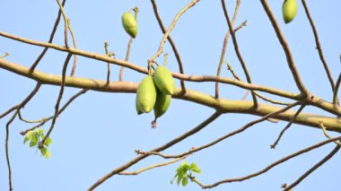 Beyaz Bombax ceiba meyveleri. Beyaz pamuk ağacı, Malabar pamuk ağacı, beyaz ipek pamuk ağacı, beyaz pamuk ağacı, beyaz ipek pamuk ağacı ve beyaz kapok..
