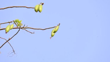 Beyaz Bombax ceiba meyveleri. Beyaz pamuk ağacı, Malabar pamuk ağacı, beyaz ipek pamuk ağacı, beyaz pamuk ağacı, beyaz ipek pamuk ağacı ve beyaz kapok..