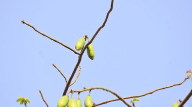 Beyaz Bombax ceiba meyveleri. Beyaz pamuk ağacı, Malabar pamuk ağacı, beyaz ipek pamuk ağacı, beyaz pamuk ağacı, beyaz ipek pamuk ağacı ve beyaz kapok..