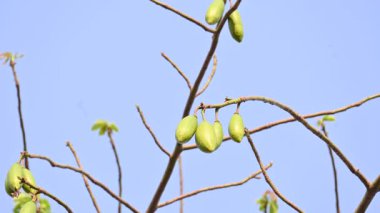 Beyaz Bombax ceiba meyveleri. Beyaz pamuk ağacı, Malabar pamuk ağacı, beyaz ipek pamuk ağacı, beyaz pamuk ağacı, beyaz ipek pamuk ağacı ve beyaz kapok..