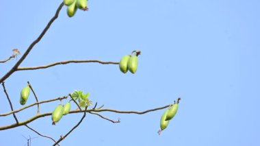 Beyaz Bombax ceiba meyveleri. Beyaz pamuk ağacı, Malabar pamuk ağacı, beyaz ipek pamuk ağacı, beyaz pamuk ağacı, beyaz ipek pamuk ağacı ve beyaz kapok..