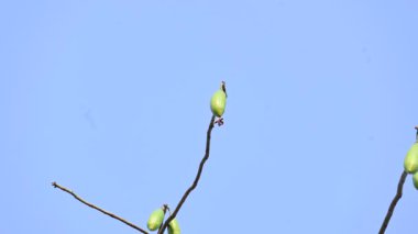 Beyaz Bombax ceiba meyveleri. Beyaz pamuk ağacı, Malabar pamuk ağacı, beyaz ipek pamuk ağacı, beyaz pamuk ağacı, beyaz ipek pamuk ağacı ve beyaz kapok..