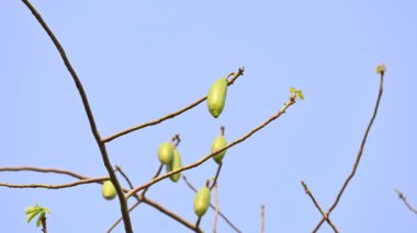 Beyaz Bombax ceiba meyveleri. Beyaz pamuk ağacı, Malabar pamuk ağacı, beyaz ipek pamuk ağacı, beyaz pamuk ağacı, beyaz ipek pamuk ağacı ve beyaz kapok..
