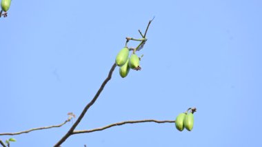 Beyaz Bombax ceiba meyveleri. Beyaz pamuk ağacı, Malabar pamuk ağacı, beyaz ipek pamuk ağacı, beyaz pamuk ağacı, beyaz ipek pamuk ağacı ve beyaz kapok..