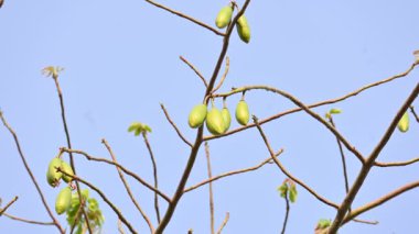 Beyaz Bombax ceiba meyveleri. Beyaz pamuk ağacı, Malabar pamuk ağacı, beyaz ipek pamuk ağacı, beyaz pamuk ağacı, beyaz ipek pamuk ağacı ve beyaz kapok..
