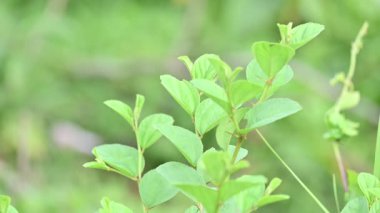 Ziziphus Mauritiana ağacı. Yaygın isimleri, Hint sümüğü, Hint eriği, Çin tarihi, Çin elması, berber ve smaç. Bu, Rhamnaceae ailesine ait atropik bir ağaç türü..
