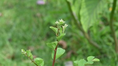Ziziphus Mauritiana ağacı. Yaygın isimleri, Hint sümüğü, Hint eriği, Çin tarihi, Çin elması, berber ve smaç. Bu, Rhamnaceae ailesine ait atropik bir ağaç türü..