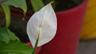 Spatthiphyllum bitkileri. Araceae familyasından, tek tip çiçekli bir bitki cinsidir. Yaygın adları Spathand Peace Zambakları. Beyaz çiçek. 