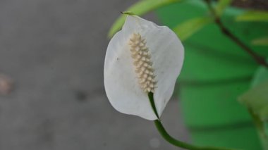 Spatthiphyllum bitkileri. Araceae familyasından, tek tip çiçekli bir bitki cinsidir. Yaygın adları Spathand Peace Zambakları. Beyaz çiçek. 