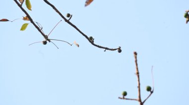 Bombax ceiba çiçeği tomurcuğu. Yaygın adı, Malabar ipek pamuk ağacı, kırmızı ipek pamuk ağacı, kırmızı pamuk ağacı, ipek pamuk ağacı ve kapok..