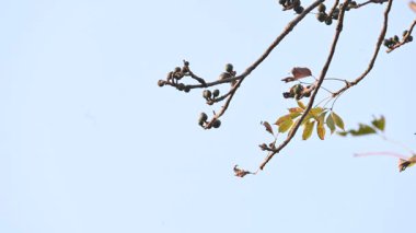 Bombax ceiba çiçeği tomurcuğu. Yaygın adı, Malabar ipek pamuk ağacı, kırmızı ipek pamuk ağacı, kırmızı pamuk ağacı, ipek pamuk ağacı ve kapok..