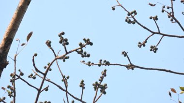 Bombax ceiba çiçeği tomurcuğu. Yaygın adı, Malabar ipek pamuk ağacı, kırmızı ipek pamuk ağacı, kırmızı pamuk ağacı, ipek pamuk ağacı ve kapok..