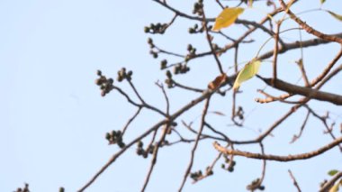 Bombax ceiba çiçeği tomurcuğu. Yaygın adı, Malabar ipek pamuk ağacı, kırmızı ipek pamuk ağacı, kırmızı pamuk ağacı, ipek pamuk ağacı ve kapok..